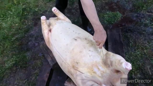 Закололи кабанчика смотреть онлайн