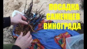 Посадка саженцев винограда в контейнеры. Северный виноградник с "0".