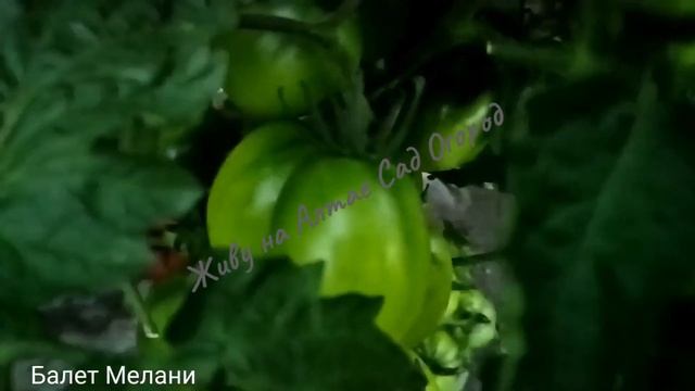 Этот сорт томата буду выращивать всегда. Обзор сортов из каталога. смотреть онлайн