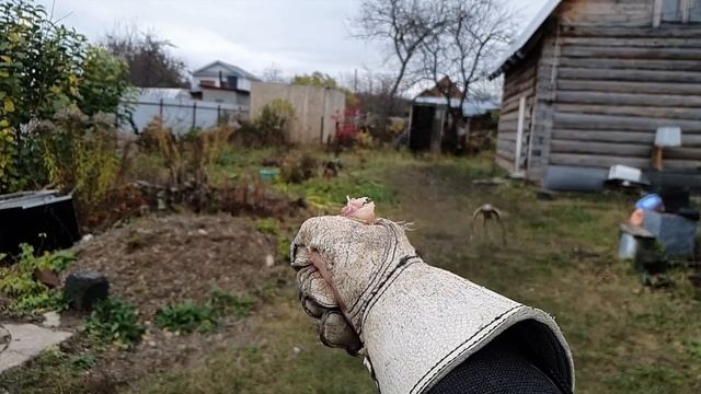 Замедленный Полет Птицы / Хищная птица в полете / Время Сокола смотреть онлайн