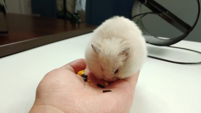 How much food can a hamster fit? смотреть онлайн