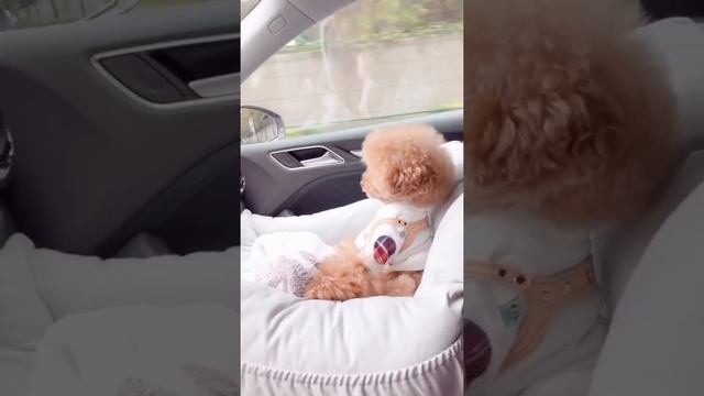 Собачка похожа на медвежонка смотреть онлайн