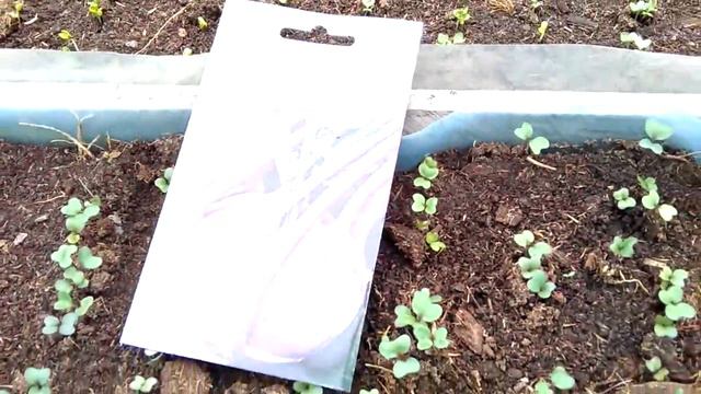 Всходы посевов покупных семян капусты смотреть онлайн