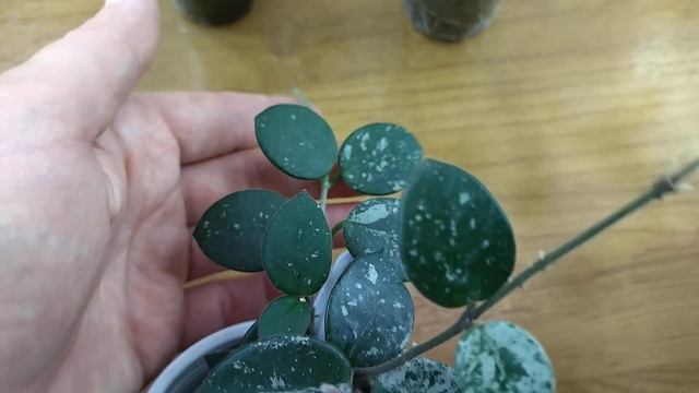 Комнатные растения. А ведь совсем недавно я на них не обращала внимания . смотреть онлайн