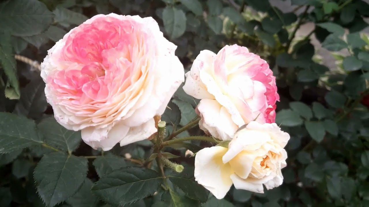 Прощание с первым цветением роз смотреть онлайн