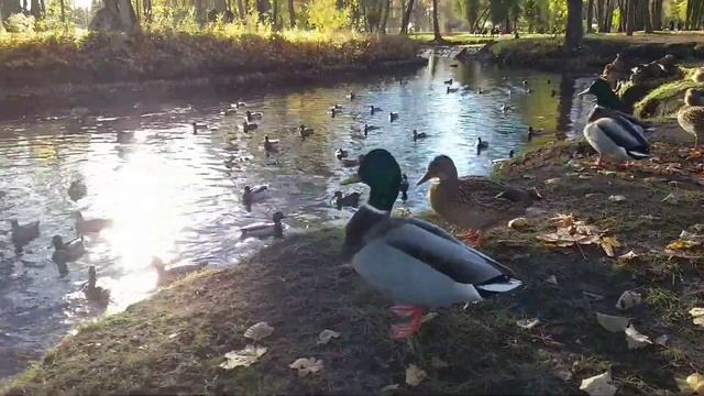Прогулка в осеннем парке.Рига. смотреть онлайн