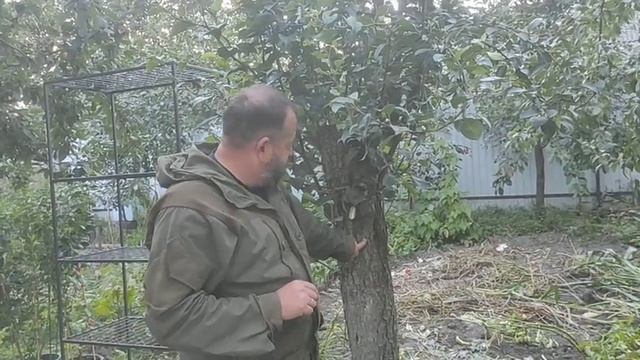 Прививка взрослой груши и яблони в крону. Прививка на пень. смотреть онлайн
