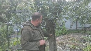 Прививка взрослой груши и яблони в крону. Прививка на пень.