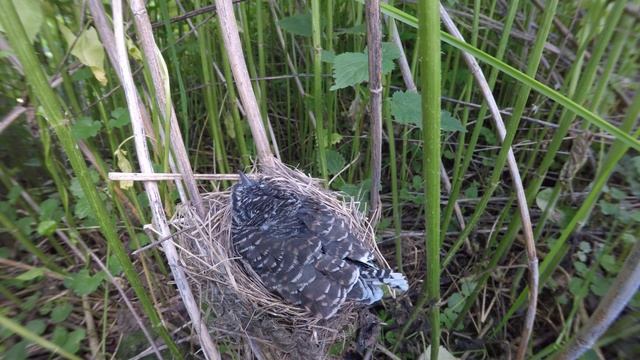 Кукушонок в гнезде 170621 3 болотной камышовки 24 июня 1 GP5+44k 34 смотреть онлайн