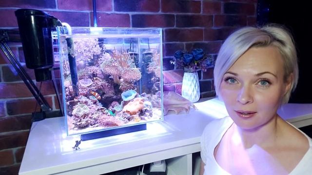 сколько стоит морской аквариум? смотреть онлайн