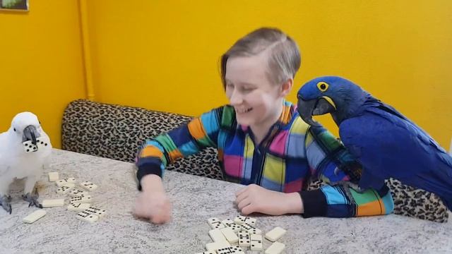 Игры-игрульки. Какаду, Гиацинтовый Ара, попугай ара, попугай играет с сыном. Попугай бесится. смотреть онлайн