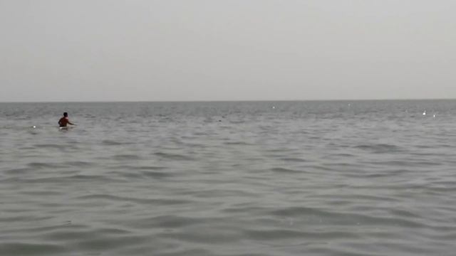 Лазурное. Джарылгач. Дельфины у самого берега. Дельфины в Черном море. смотреть онлайн