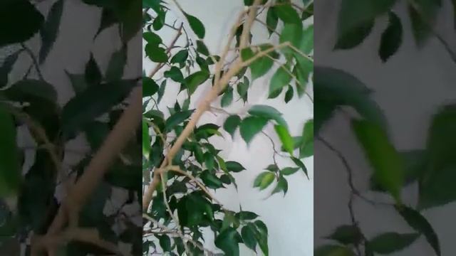 Опадают листья у фикуса смотреть онлайн