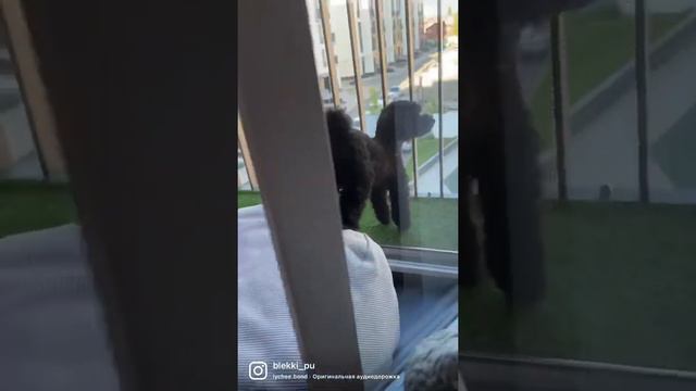 Пудель Блэкки КОКЕТКА 🔥😂 смотреть онлайн