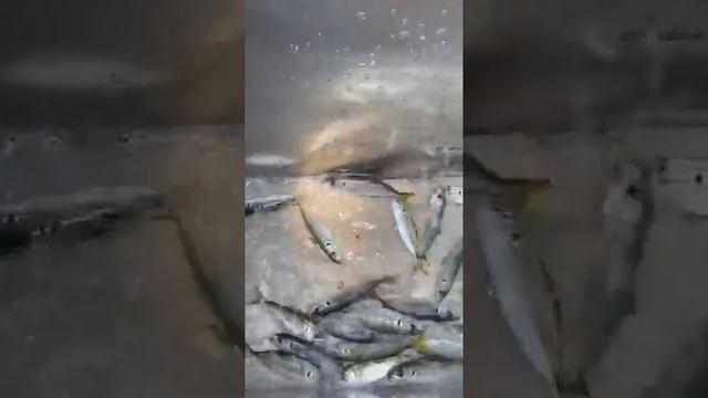 Ловим, едим, отдыхаем! Морские прогулки и рыбалка на современном катере в Крыму. Бухта Балаклава смотреть онлайн