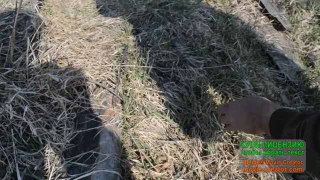 Спасение потомства богомолов ( смотреть всем ) смотреть онлайн