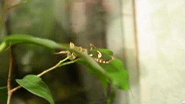 страшный охотник смотреть онлайн