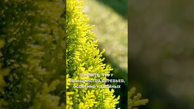 Почему-то САДОВОДЫ об этом часто ЗАБЫВАЮТ смотреть онлайн