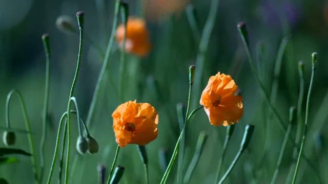 Orange Flowers || Youtube Nature смотреть онлайн
