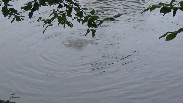 Утки, озеро и еще кто - то... смотреть онлайн