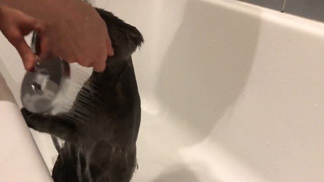 Можно ли мыть кошек? Где, когда и зачем моют котов? смотреть онлайн