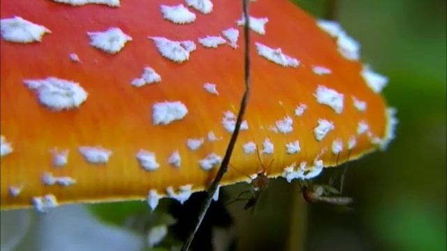 Грибные комары смотреть онлайн