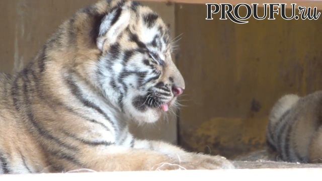 Передвижной зоопарк в Деме смотреть онлайн