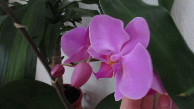 Моя коллекция домашних цветов. смотреть онлайн