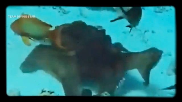 Осьминог атакует.The octopus attacks.Red sea.Egypt. смотреть онлайн