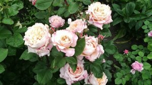 Цветение роз  Мияби Ча  Блю Фо Ю и др.