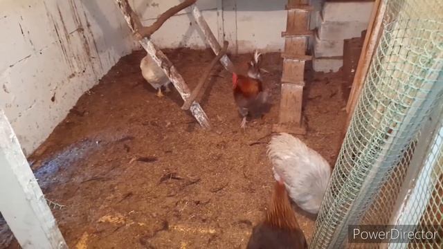 Яиц Хватает Всем//Курам Этого Много Нельзя!//Что у Кур в Гнёздах?//В Деревню.. смотреть онлайн