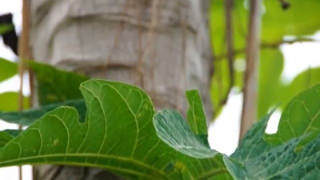 Anolis marmoratus males on Papaya tree Guadeloupe смотреть онлайн