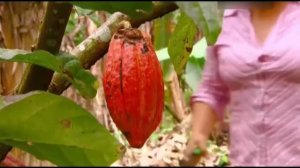 Какао бобы (Как это работает)