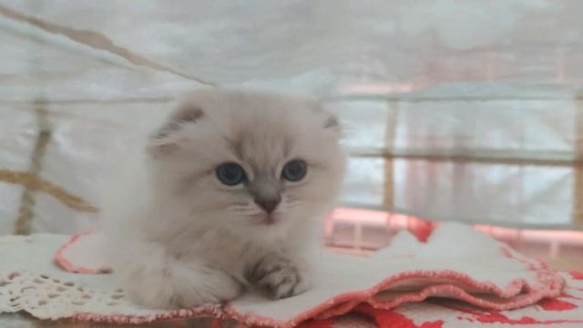 ? Пушинка нашла новое место для сна ? смотреть онлайн