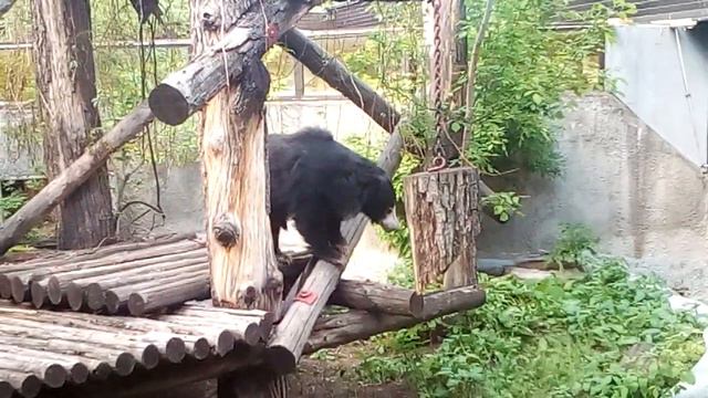 Зоопарк Москва на Баррикадной. Часть 2. Жираф, губастый медведь и другие смотреть онлайн