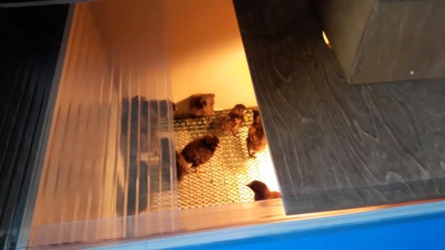 Новый Брудер/Новые Цыплята Ухейилюй смотреть онлайн