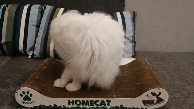 Кошка и валерьянка. смотреть онлайн