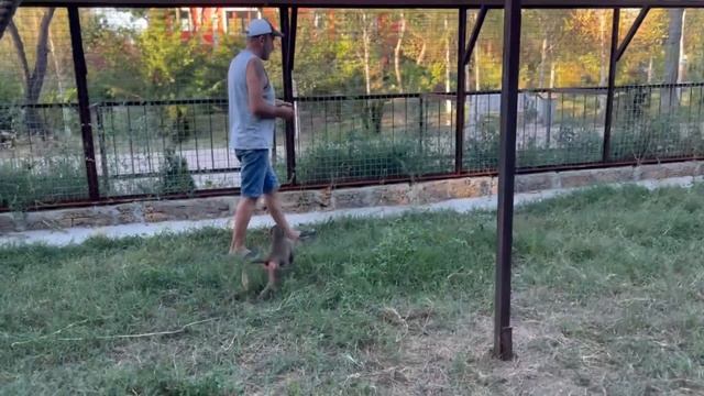 Одна Люська умудряется гонять по вольеру ДВАДЦАТЬ НОСУХ! Вот НЕУГОМОННАЯ))) смотреть онлайн