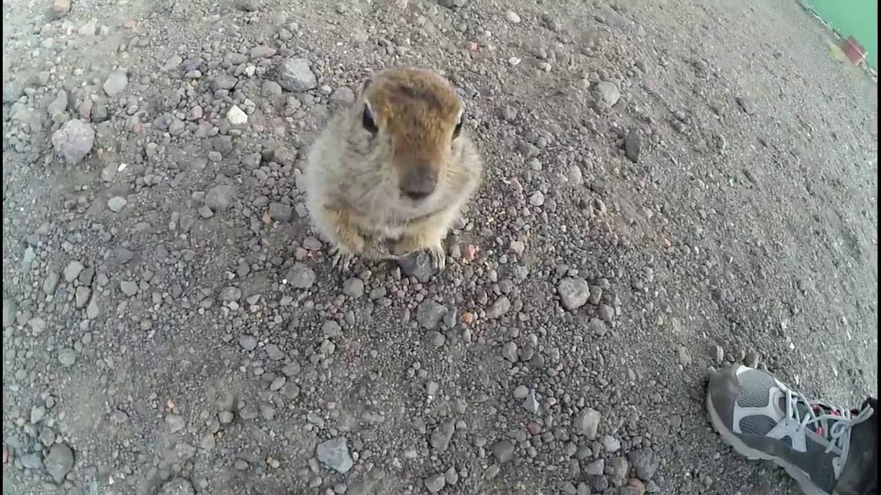 Евражка-попрошайка смотреть онлайн