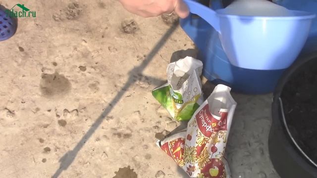 Подкормка роз во время бутонизации - 7 дач смотреть онлайн