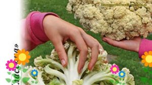 Капуста цветная Спаржевая F1. Краткий обзор, описание характеристик brássica olerácea