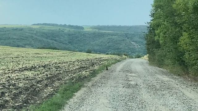 ЗАЯЦ В МЕДИТАЦИИ ? смотреть онлайн