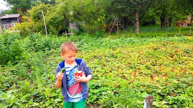 Собака и Тим на даче заряжаются витаминами. Собака собирает и ест горох