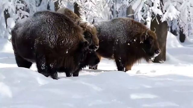 Мороз и солнце. Frost and sun смотреть онлайн