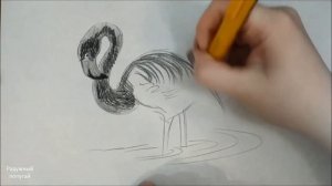 Как нарисовать фламинго поэтапно , шуршание карандаша для тех кто любит ASMR :)