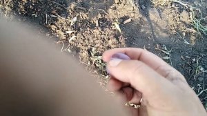 Слива Чемальская черная