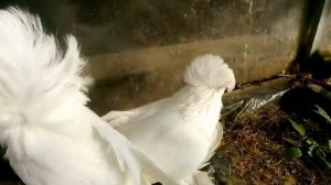 Голуби Владимира Ч 2 Узбекские голуби, якобинцы, павлины