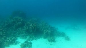 Моё погружение с аквалангом на дно Красного моря 8метров!!