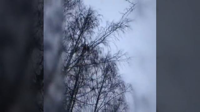 Таңчулпан смотреть онлайн
