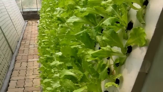 AAAP Aquaponics Community Farming 2 смотреть онлайн